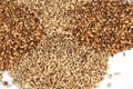 Malt grains