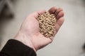 Malt grains in hand