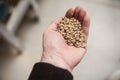 Malt grains in hand