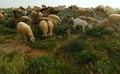 Malta, Dingli Cliffs, sheep and goats