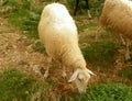 Malta, Dingli Cliffs, sheep in the pasture