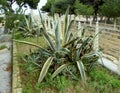 Malta, Mdina, Howard Gardens, agave bushes