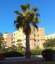 Malta, Msida, a lonely palm tree in the center of the city