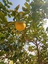 A malta orange tree