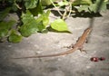 Malta Wall Lizard Royalty Free Stock Photo