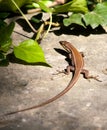 Malta Wall Lizard