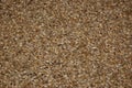 Malted barley Royalty Free Stock Photo