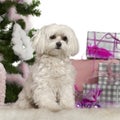 Maltese, 2 years old, with Christmas tree Royalty Free Stock Photo