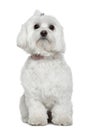 Maltese, 2 years old, sitting Royalty Free Stock Photo