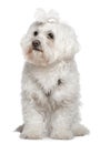 Maltese, 3 years old, sitting Royalty Free Stock Photo