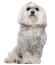 Maltese, 5 years old, sitting Royalty Free Stock Photo