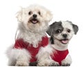 Maltese, 6 years old, and Shih Tzu, 5 years old Royalty Free Stock Photo