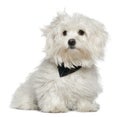 Maltese, 7 months old, sitting Royalty Free Stock Photo