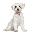 Maltese, 8 months old, sitting Royalty Free Stock Photo