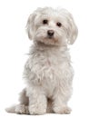 Maltese, 8 years old, sitting Royalty Free Stock Photo