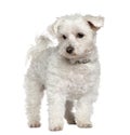 Maltese, 8 years old, standing Royalty Free Stock Photo