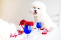maltese bichon frise dogs are Valentine's Day celebration dating in the kirchen romantic mood Royalty Free Stock Photo