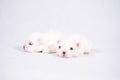 The Maltese is a breed of dog in the toy group. Maltese puppies are sleeping on a white background