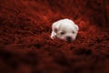 The Maltese is a breed of dog in the toy group. Maltese puppies are sleeping on a bright red carpet