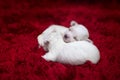 The Maltese is a breed of dog in the toy group. Maltese puppies are sleeping on a bright red carpet