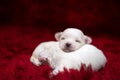 The Maltese is a breed of dog in the toy group. Maltese puppies are sleeping on a bright red carpet