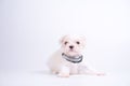 The Maltese is a breed of dog in the toy group. Maltese puppies are sleeping on a white background Royalty Free Stock Photo