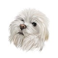 Maltese canis familiaris maelitacus, toy dog digital art illustration. Small pet originated in Italy, Italian breed. Purebred