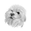 Maltese canis familiaris maelitacus, toy dog digital art illustration. Small pet originated in Italy, Italian breed. Purebred