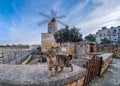 Maltese cat with traditional windmill in the background. Focus o Royalty Free Stock Photo