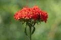 Maltese-cross flower Lychnis chalcedonica