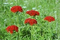 Maltese Cross, Lychnis chalcedonica