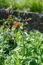Maltese cross (silene chalcedonica) flowers Royalty Free Stock Photo