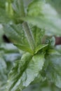 Maltese cross, Silene chalcedonica, hairy stem and leaves