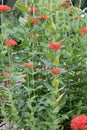 Maltese cross, Silene chalcedonica, red flowering plant