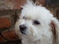 Maltese crossbreed dog