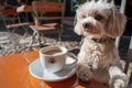 maltese with a decaf on a sunny cafe patio