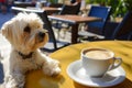 maltese with a decaf on a sunny cafe patio