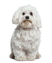 Maltese dog, 1 and a half years old, sitting Royalty Free Stock Photo