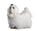 Maltese dog, 1 year old, standing