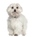 Maltese dog, 11 years old, standing Royalty Free Stock Photo