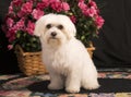 Maltese dog Royalty Free Stock Photo