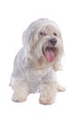 Maltese dog Royalty Free Stock Photo