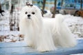 Maltese Dog Royalty Free Stock Photo