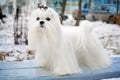 Maltese Dog