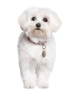 Maltese dog (2 years old) Royalty Free Stock Photo