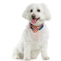 Maltese dog Royalty Free Stock Photo