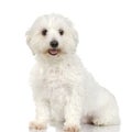 Maltese dog Royalty Free Stock Photo