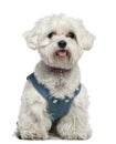 Maltese dog, 3 years old, sitting Royalty Free Stock Photo