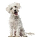 Maltese dog, 3 years old, sitting and looking Royalty Free Stock Photo