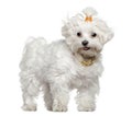 Maltese dog, 3 years old, standing Royalty Free Stock Photo